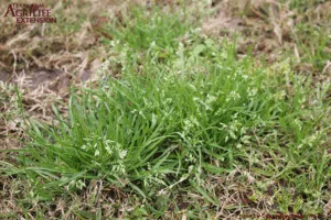 Poa Annua Weed - Prevent with a Fall Pre emergent