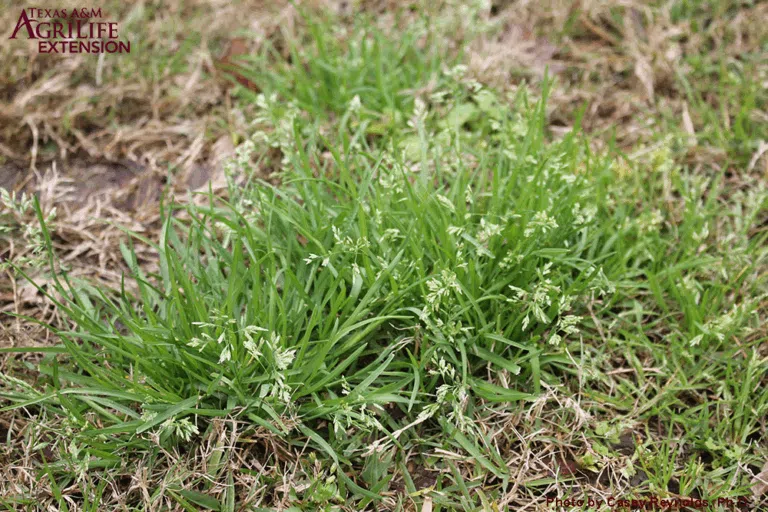 Poa Annua Weed - Prevent with a Fall Pre emergent