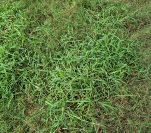 Crabgrass in lawn - Prevent crabgrass with Fall Pre-emergents