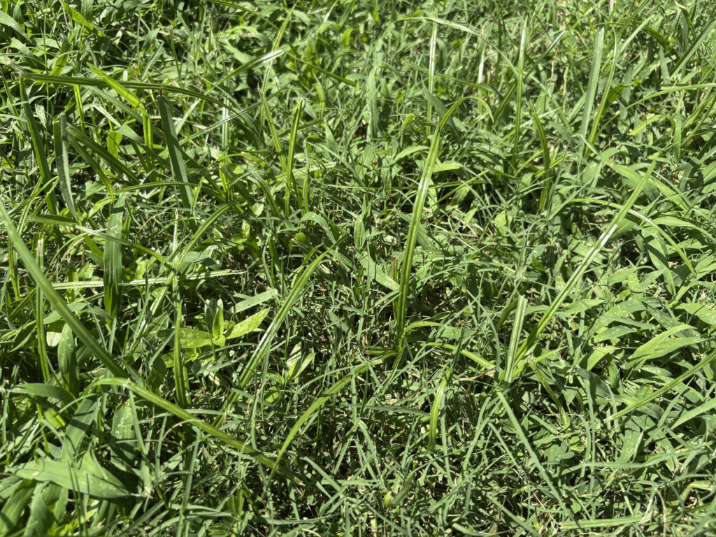 Close up of Nutsedge Grass
