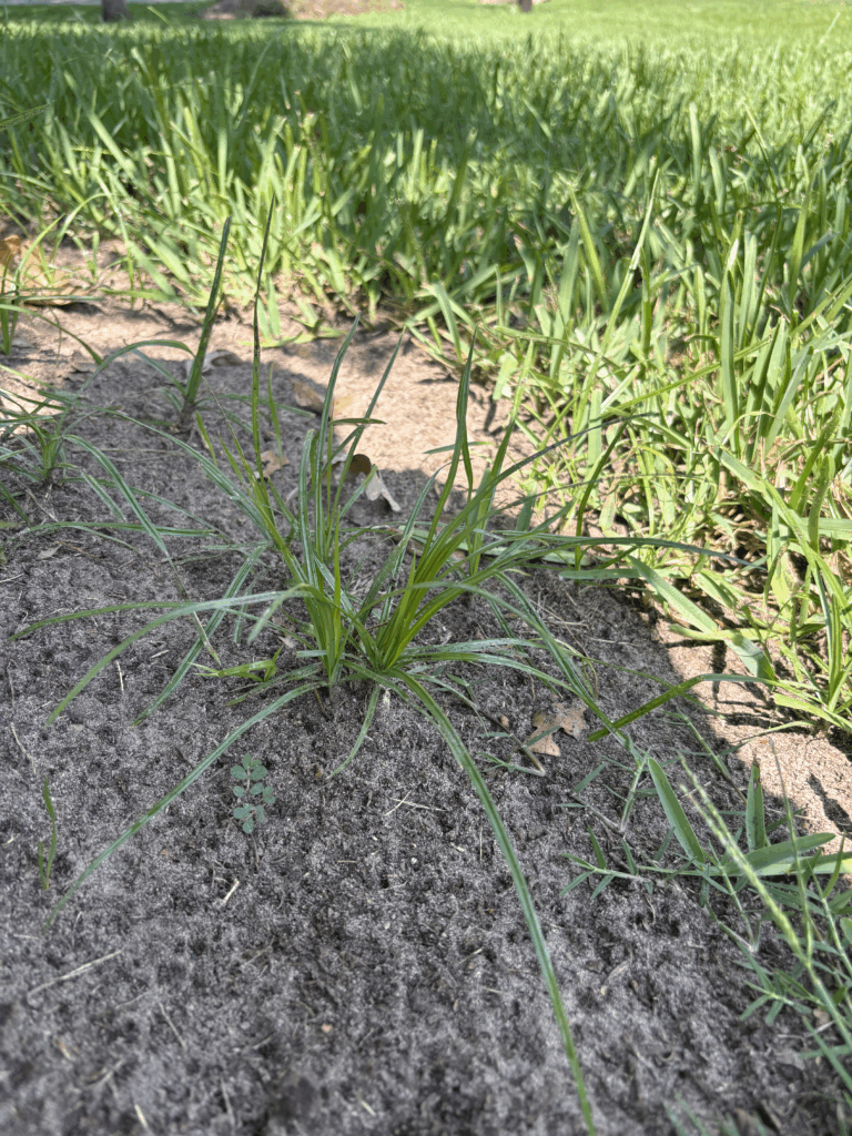 How to get rid of nutsedge in lawn