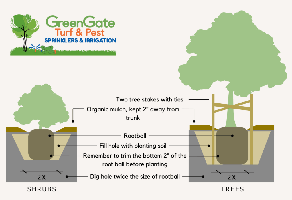 How to plant a tree or shrub by GreenGate Turf & Pest