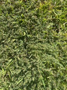 Spurge in lawn Katy TX