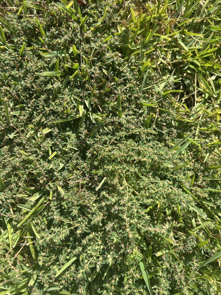 Spurge in lawn Katy TX