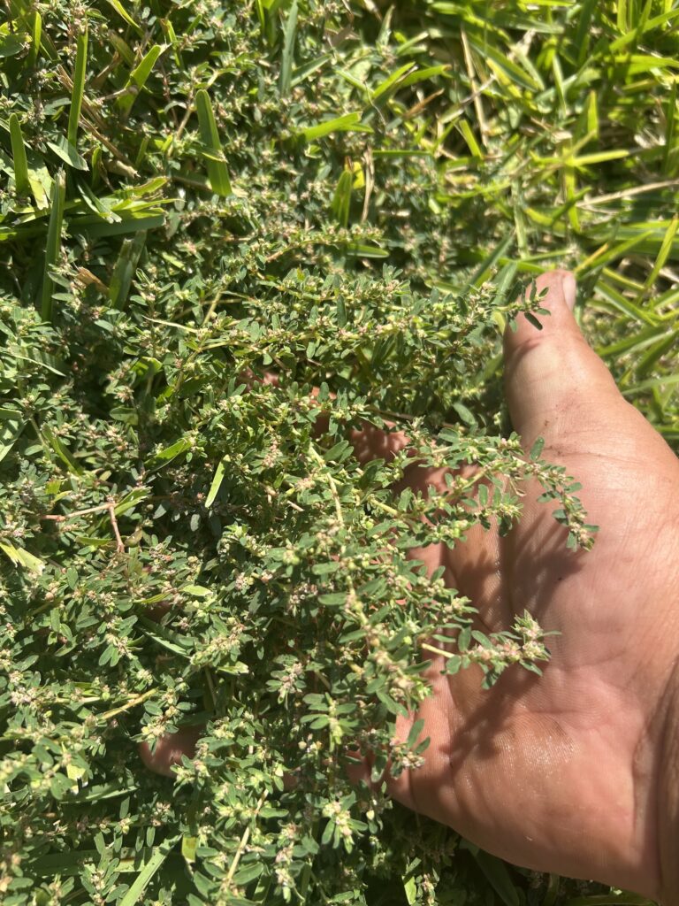 Spurge weed in Houston, TX