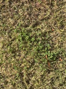 Clover weed in a lawn