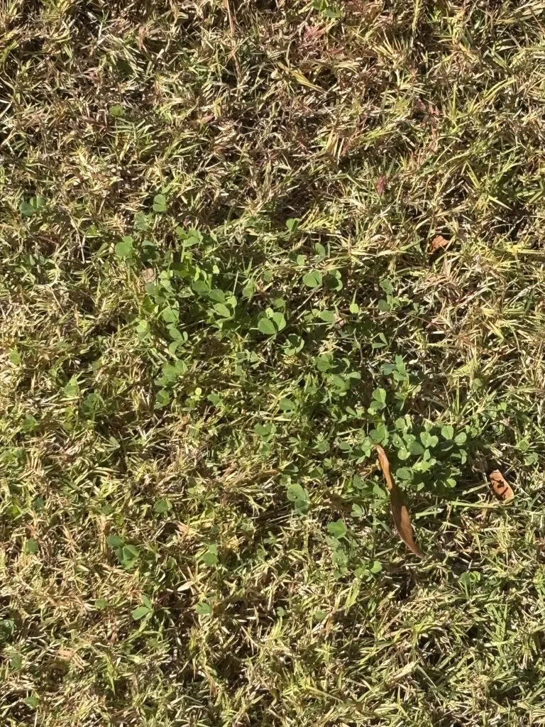 Clover weed in a lawn