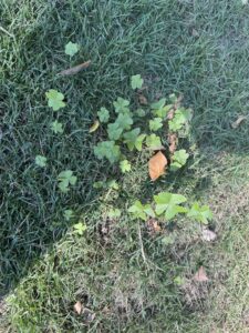Clover Weed - Winter Lawn Care