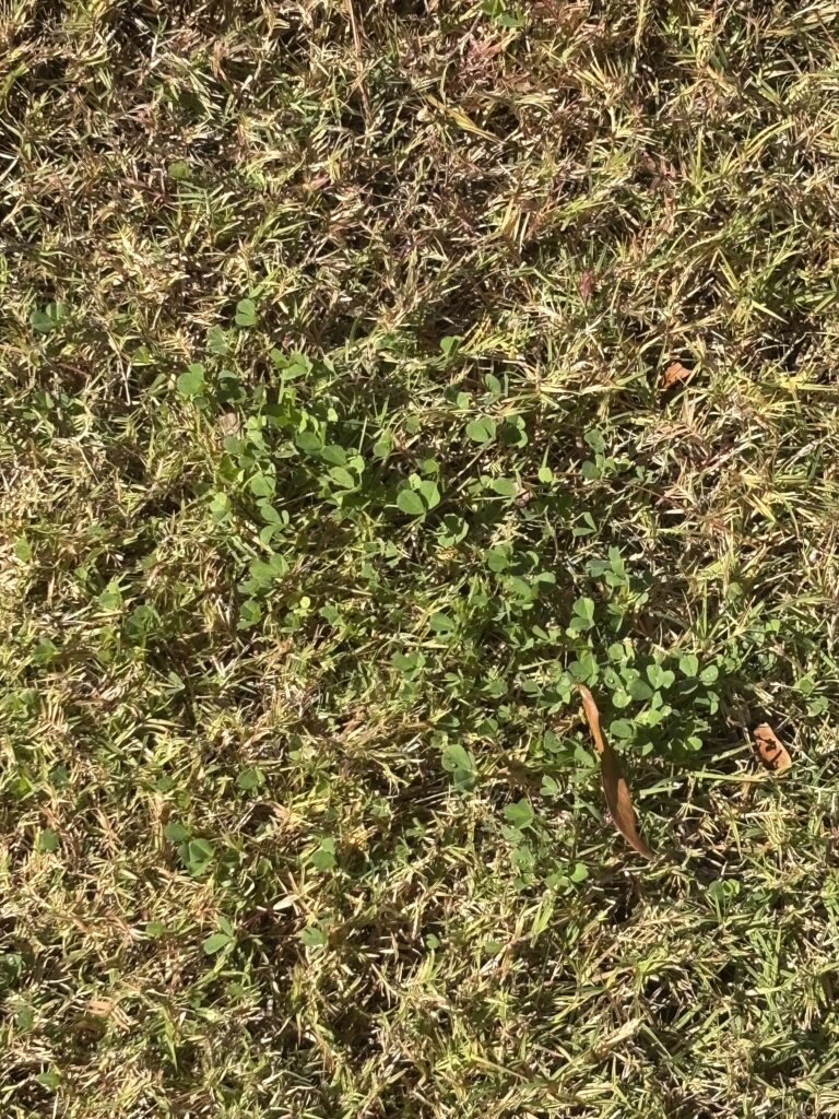 Clover Weed in Houston, TX yard