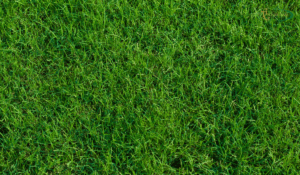 Green bermuda grass
