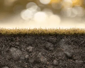 Winter lawn pests lay beneath the grass at the soil level until spring time