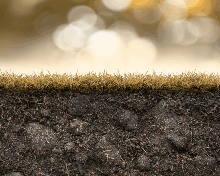 Winter lawn pests lay beneath the grass at the soil level until spring time