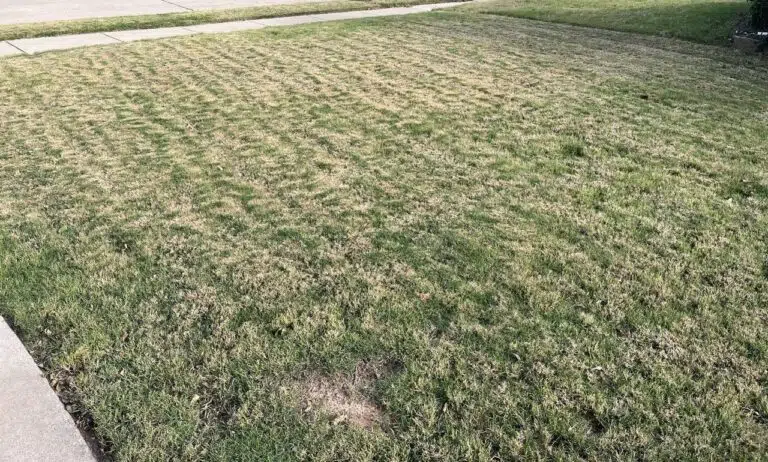 Bermuda grass that has gone dormant over the wintertime. How to tell the difference between dormant grass vs dead grass