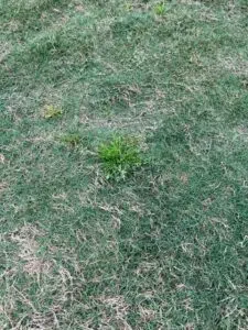 Green poa annua weed in a houston lawn