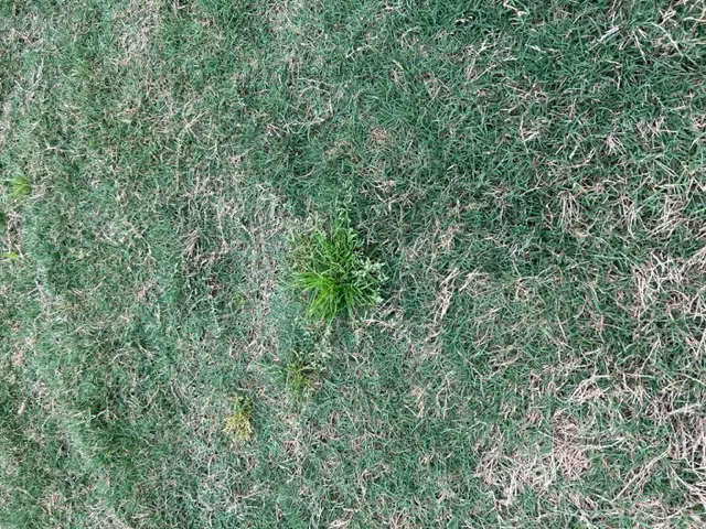 Green poa annua weed in a houston lawn