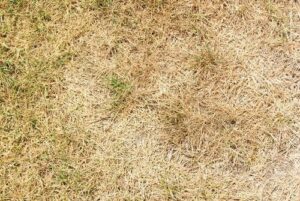 St Augustine Grass Dormant in the winter time. Wondering 'does st augustine grass go dormant?' It sure does!