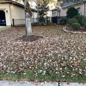 Bed of leaves covering a lawn in Houston leaving homeowners wondering can you mow grass in january