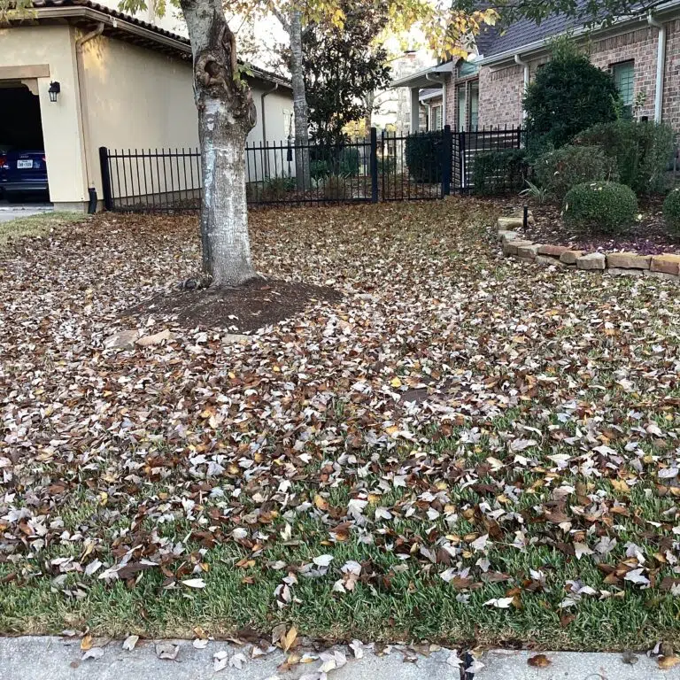 Bed of leaves covering a lawn in Houston leaving homeowners wondering can you mow grass in january