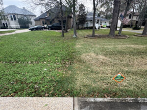 Tan, dormant lawn next to a green, weedy lawn