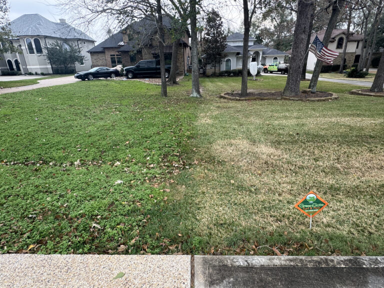 Tan, dormant lawn next to a green, weedy lawn