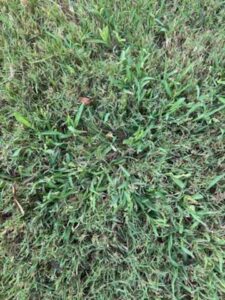 Crabgrass, spring weeds, in a bermuda lawn