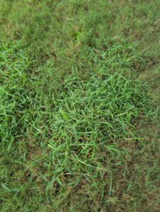Large patch of crabgrass in a lawn