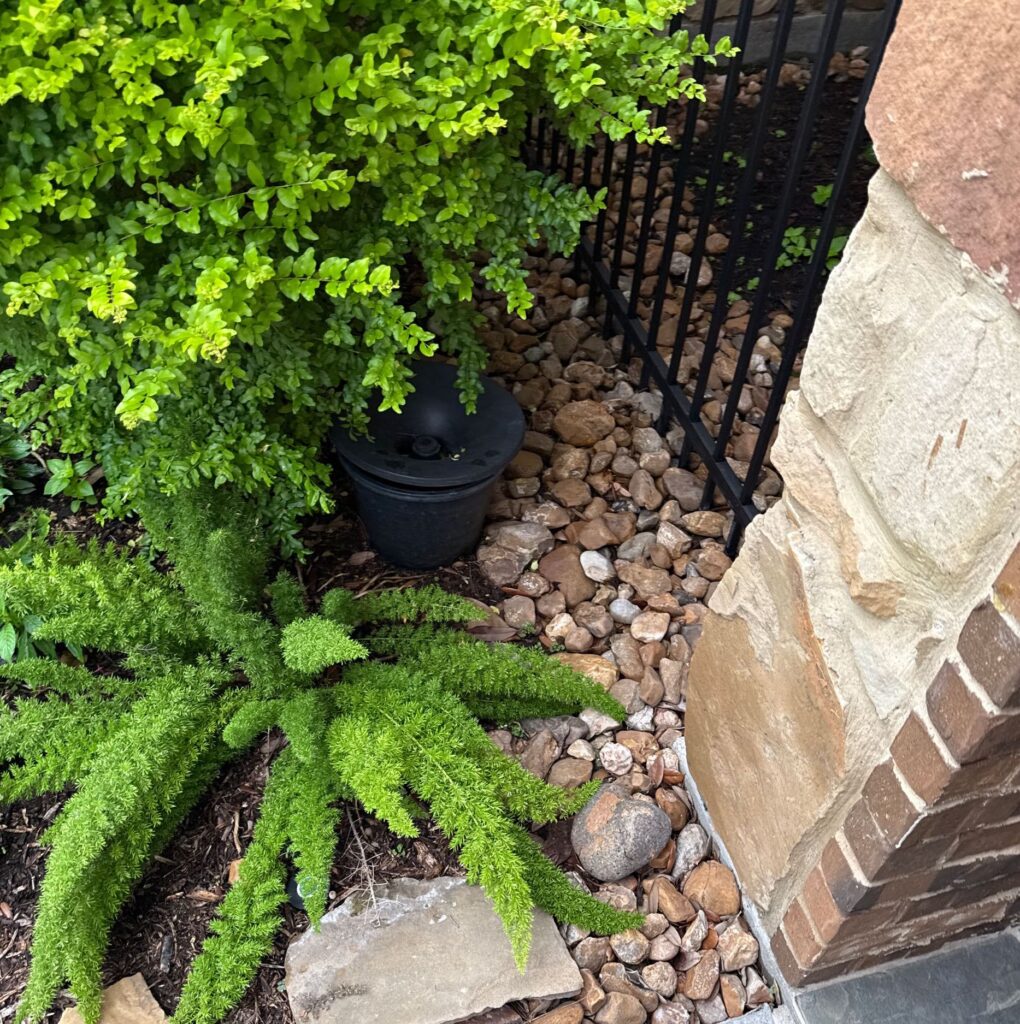 Mosquito in2care pot placed behind shrubbery in a rock bed to control mosquito activity