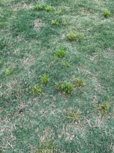 Poa annua in a lawn