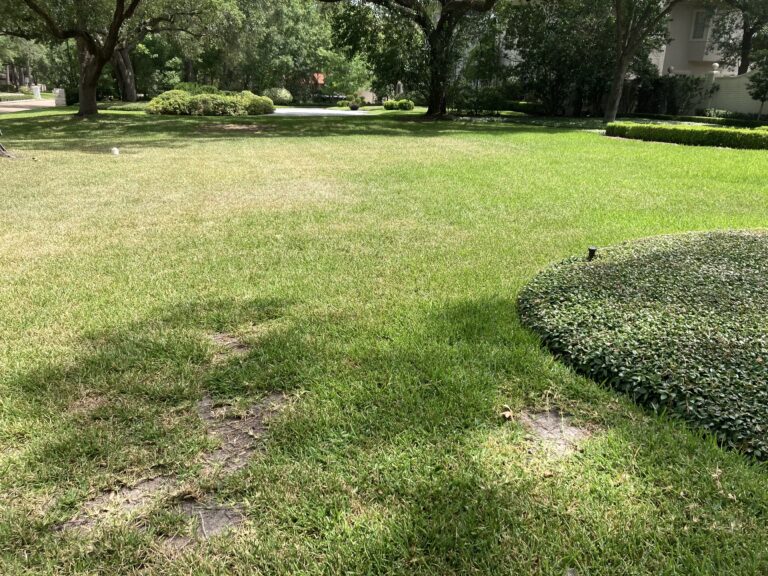 how to protect your lawn from heat
