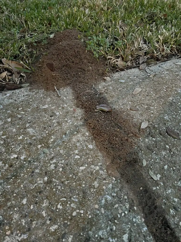 Fire ants in a crack of a concrete showing the need for fire ant control