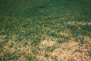 Photo of a st augustine lawn experiencing st augustine decline