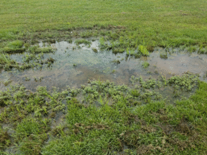 Example of bad drainage showing pooling water surrounded by weeds