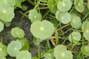 Close up of a lawn that has dollarweed