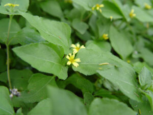 Houston native plants, straggler daisy horseherb