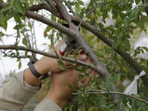 Pruning Young Trees