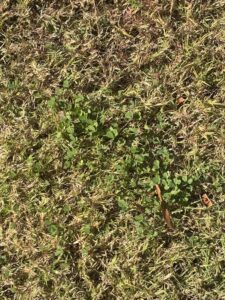 clover in Houston, TX