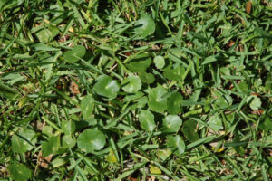 Close up of a lawn that has dollarweed