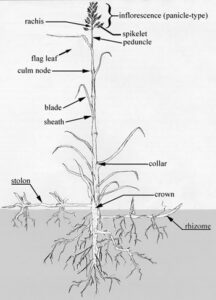Diagram of grass runners