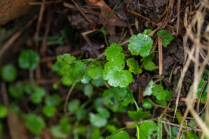 Close up of a lawn that has dollarweed