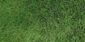 Aerial view of thick, green zoysia grass