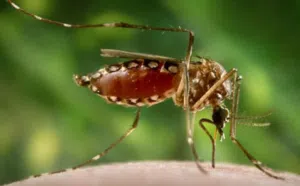 mosquito lifespan