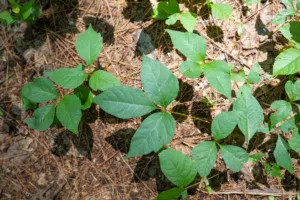 poison ivy removal