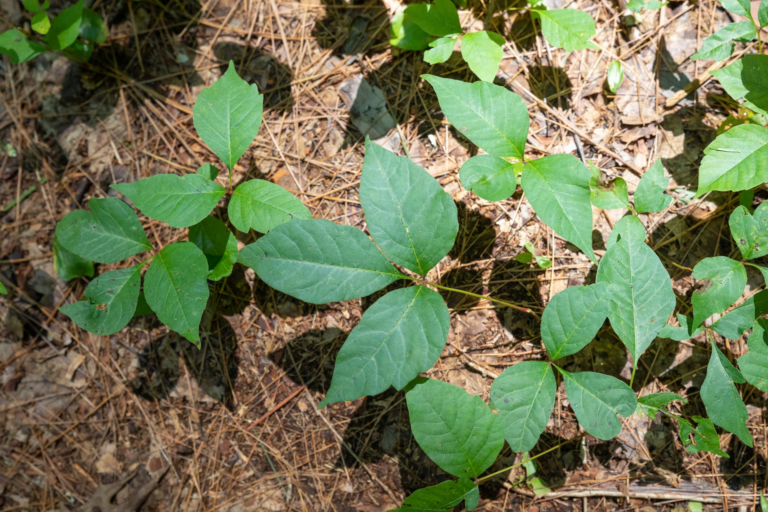 poison ivy removal