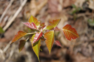 poison ivy control