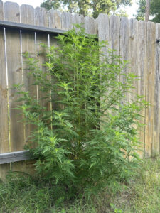 ragweed