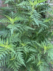 common ragweed