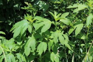 giant ragweed