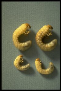 richmond lawn care grub worms