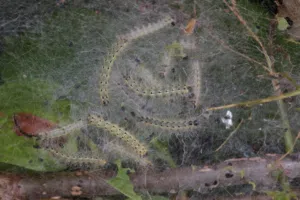 fall webworms