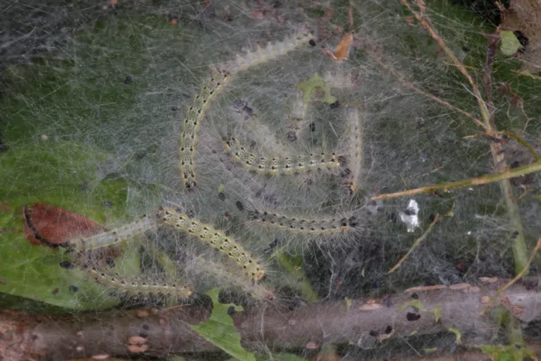 fall webworms